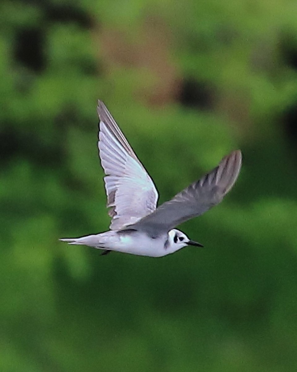 Black Tern - ML454357921