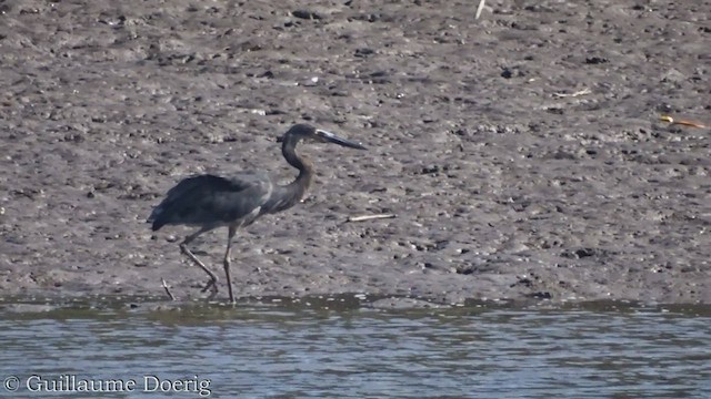 Great-billed Heron - ML454358071