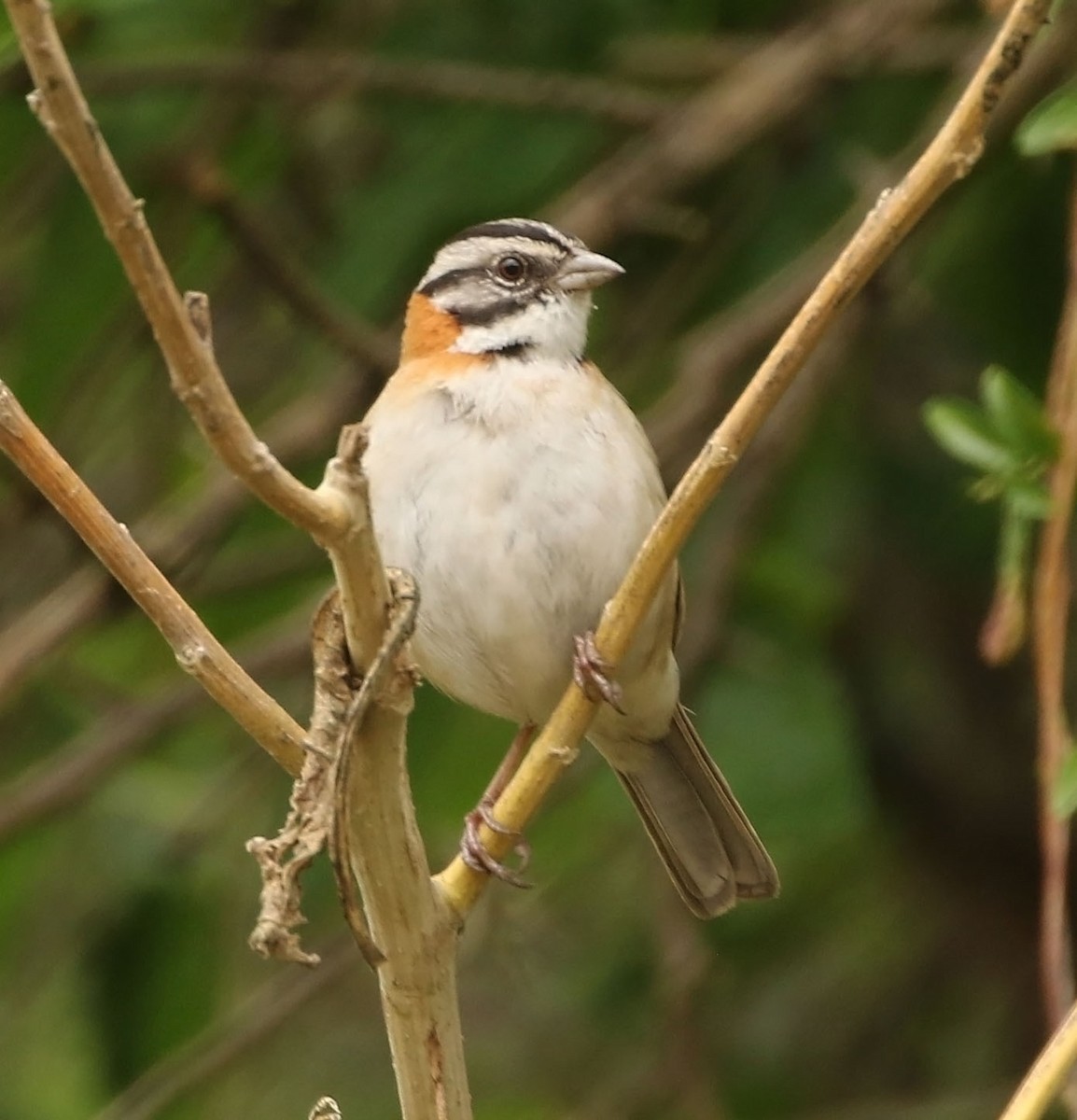 Rufous-collared Sparrow - ML454359551