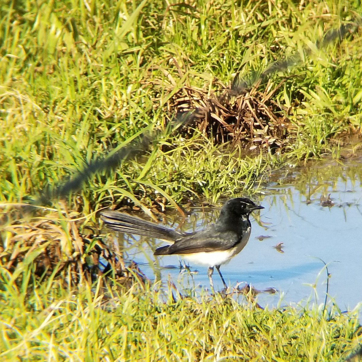 Willie-wagtail - ML454361561