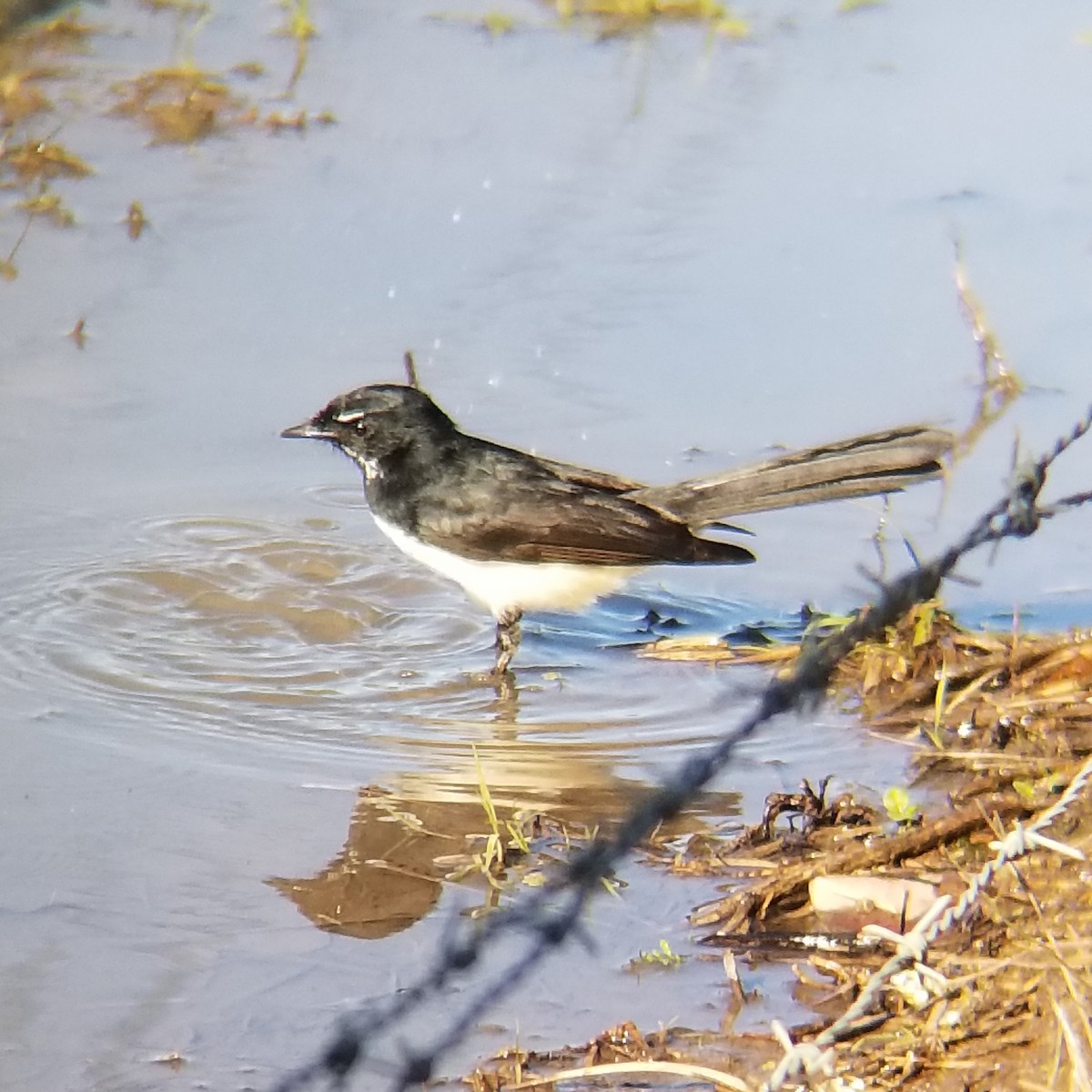 Willie-wagtail - ML454361591