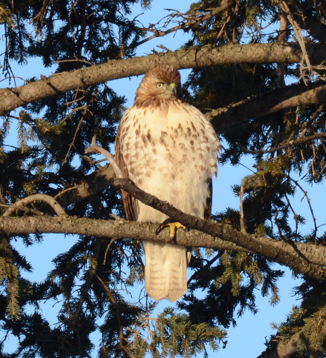 Red-tailed Hawk (borealis) - ML45436241