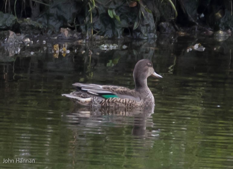 Green-winged Teal (Eurasian) - ML454364671