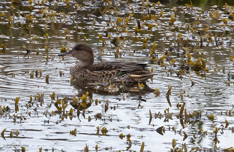 Green-winged Teal (Eurasian) - ML454364681