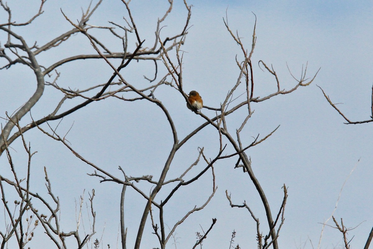 Eastern Bluebird - ML45436531