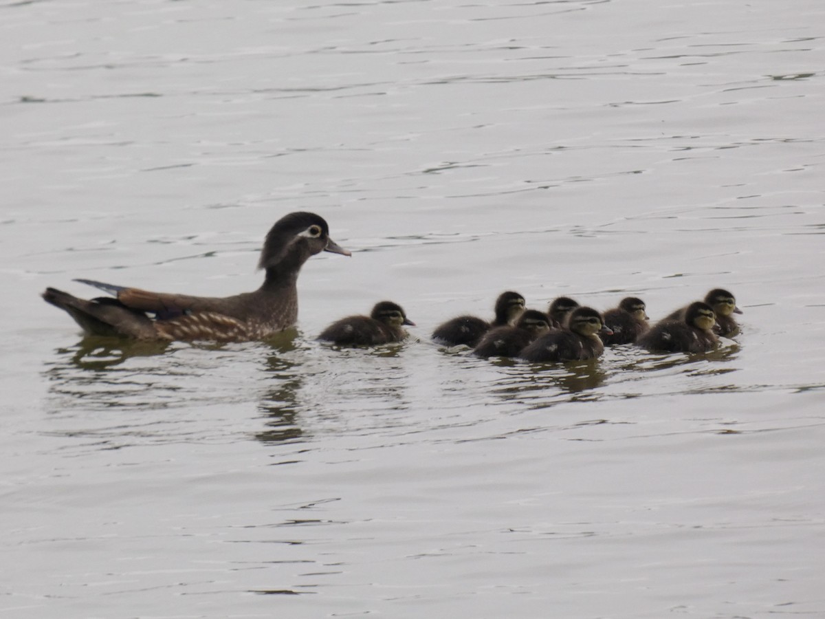 Wood Duck - ML454365531