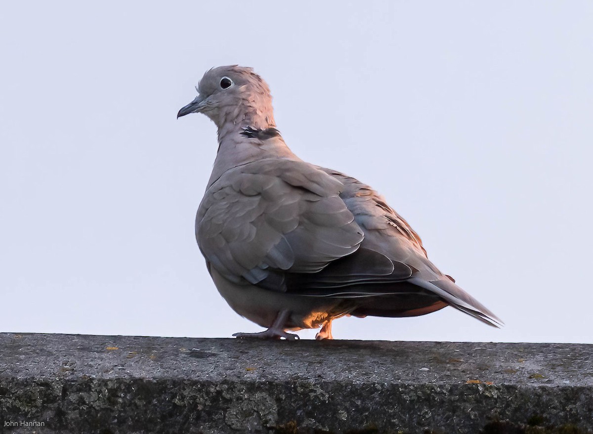 Eurasian Collared-Dove - ML454365681