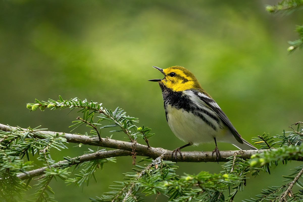 Black-throated Green Warbler - ML454366001