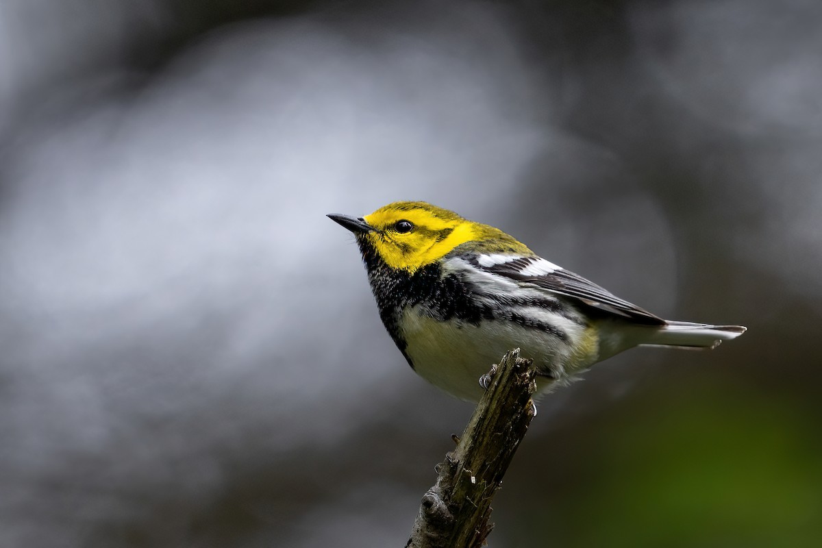 Black-throated Green Warbler - Alicia Ambers