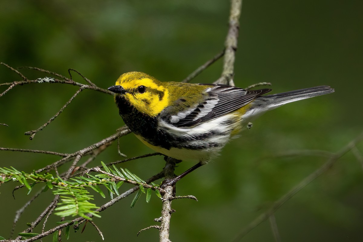 Black-throated Green Warbler - Alicia Ambers