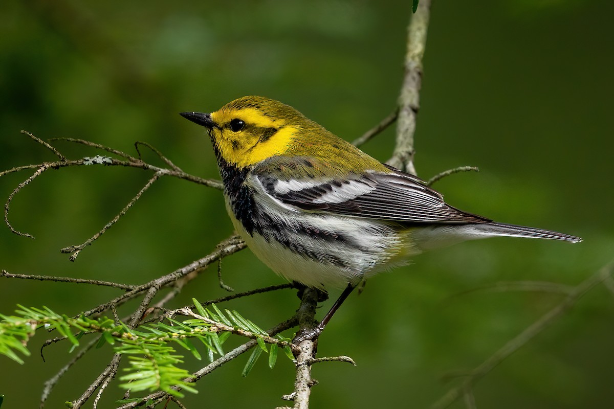 Black-throated Green Warbler - Alicia Ambers