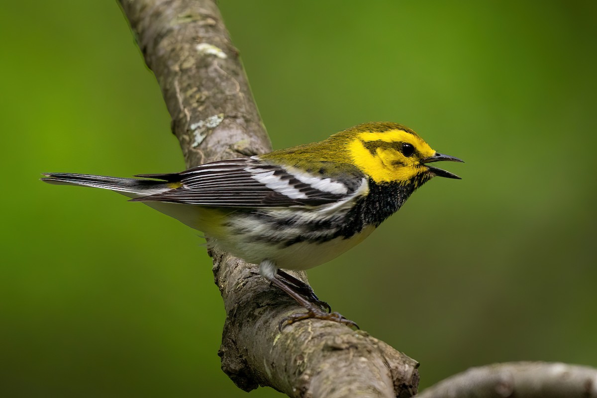 Black-throated Green Warbler - ML454366081