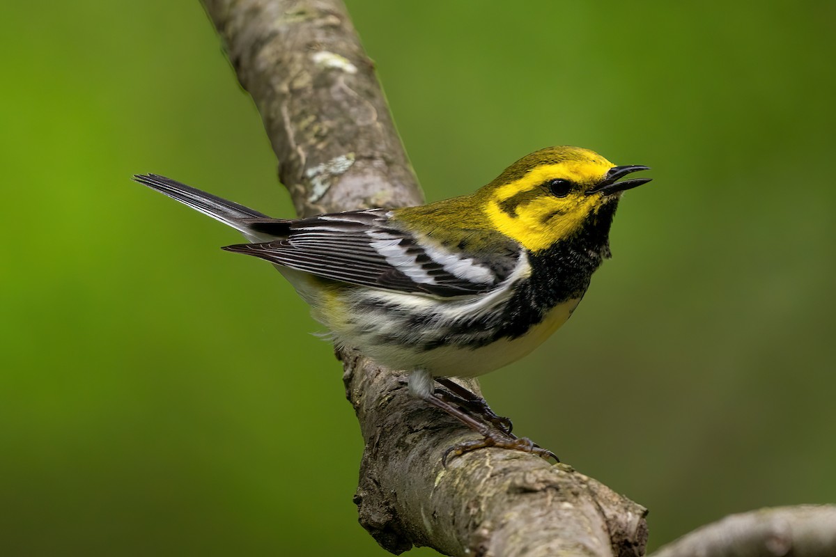 Black-throated Green Warbler - Alicia Ambers