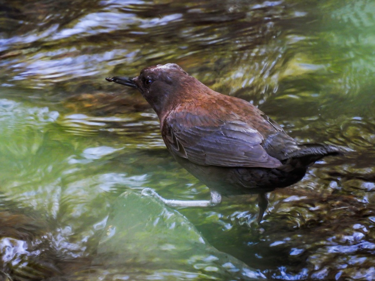 Brown Dipper - Alexander Kitiashvili