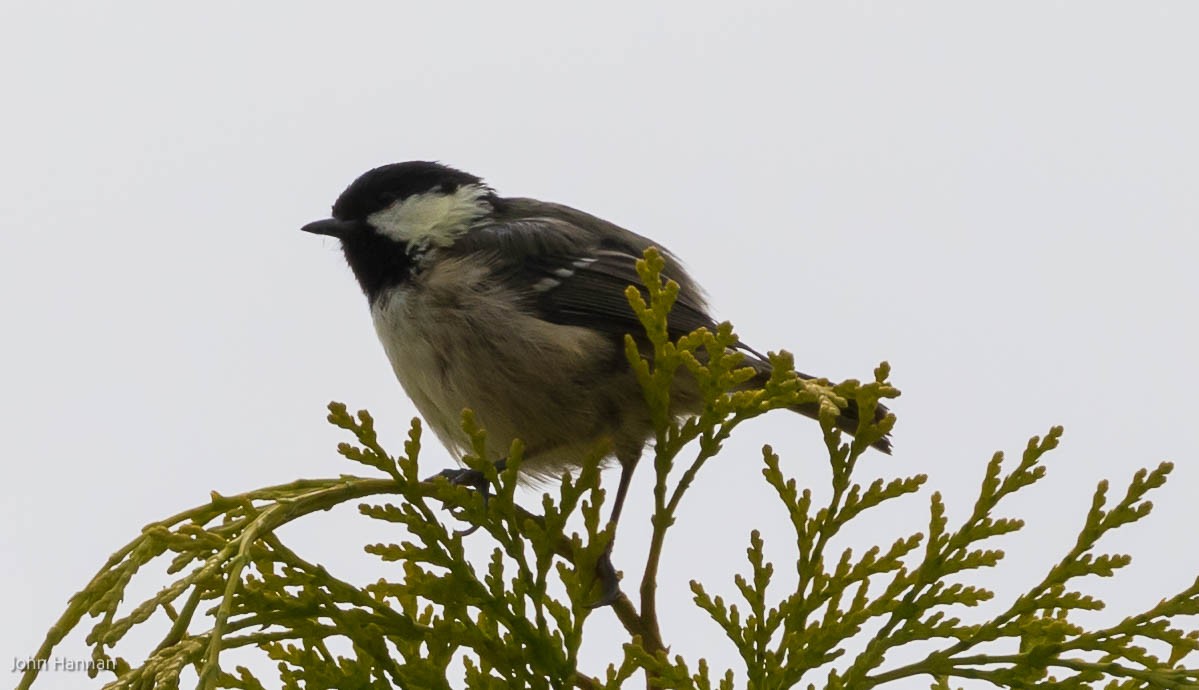 Mésange noire - ML454366961