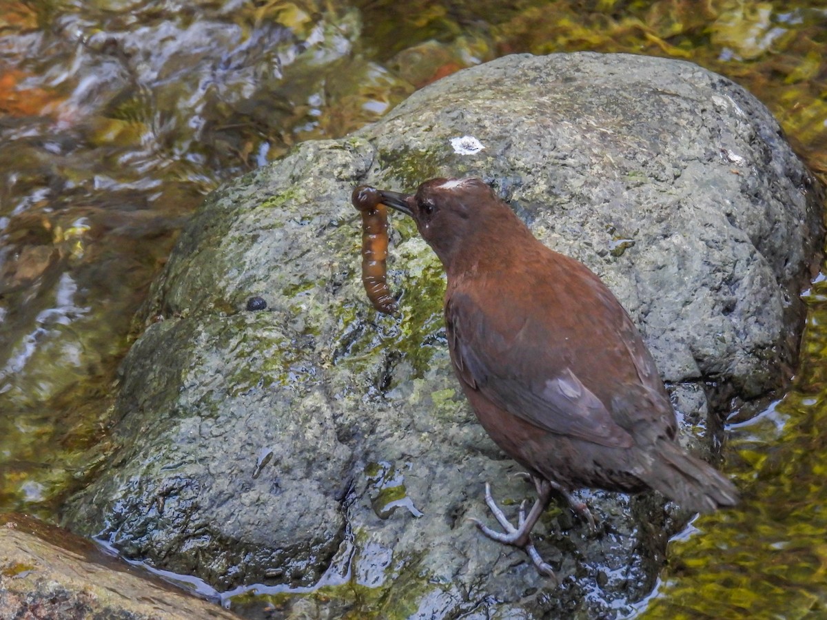 Brown Dipper - ML454367041