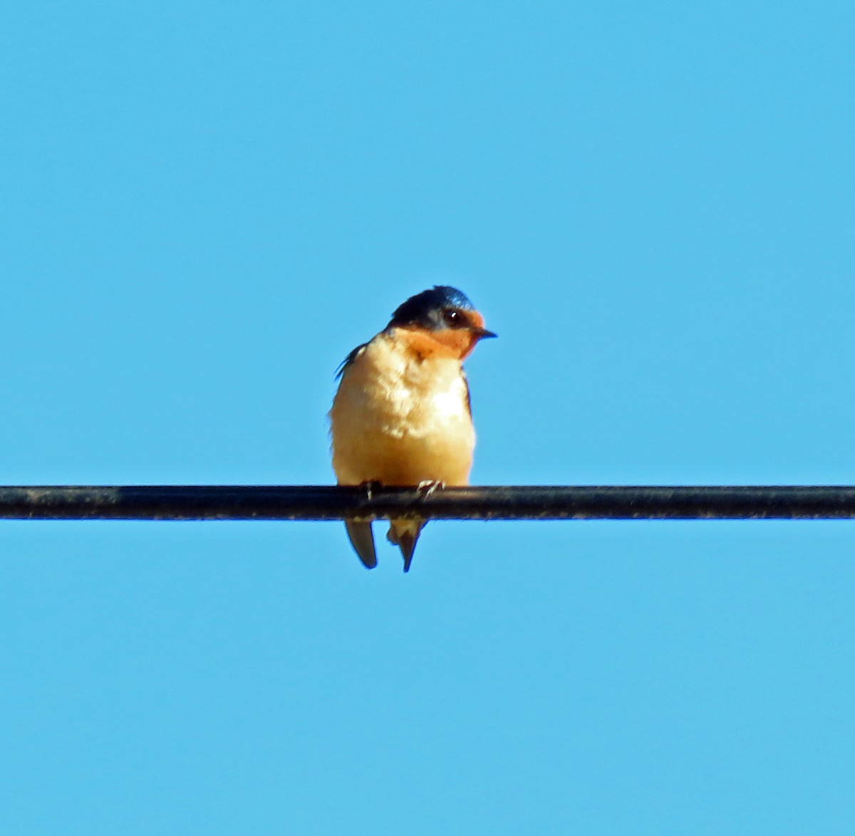 Barn Swallow - ML454367241