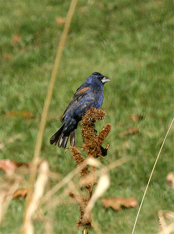 Guiraca bleu - ML454367301