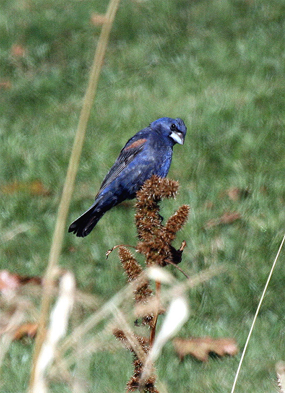 Blue Grosbeak - Mike Fahay