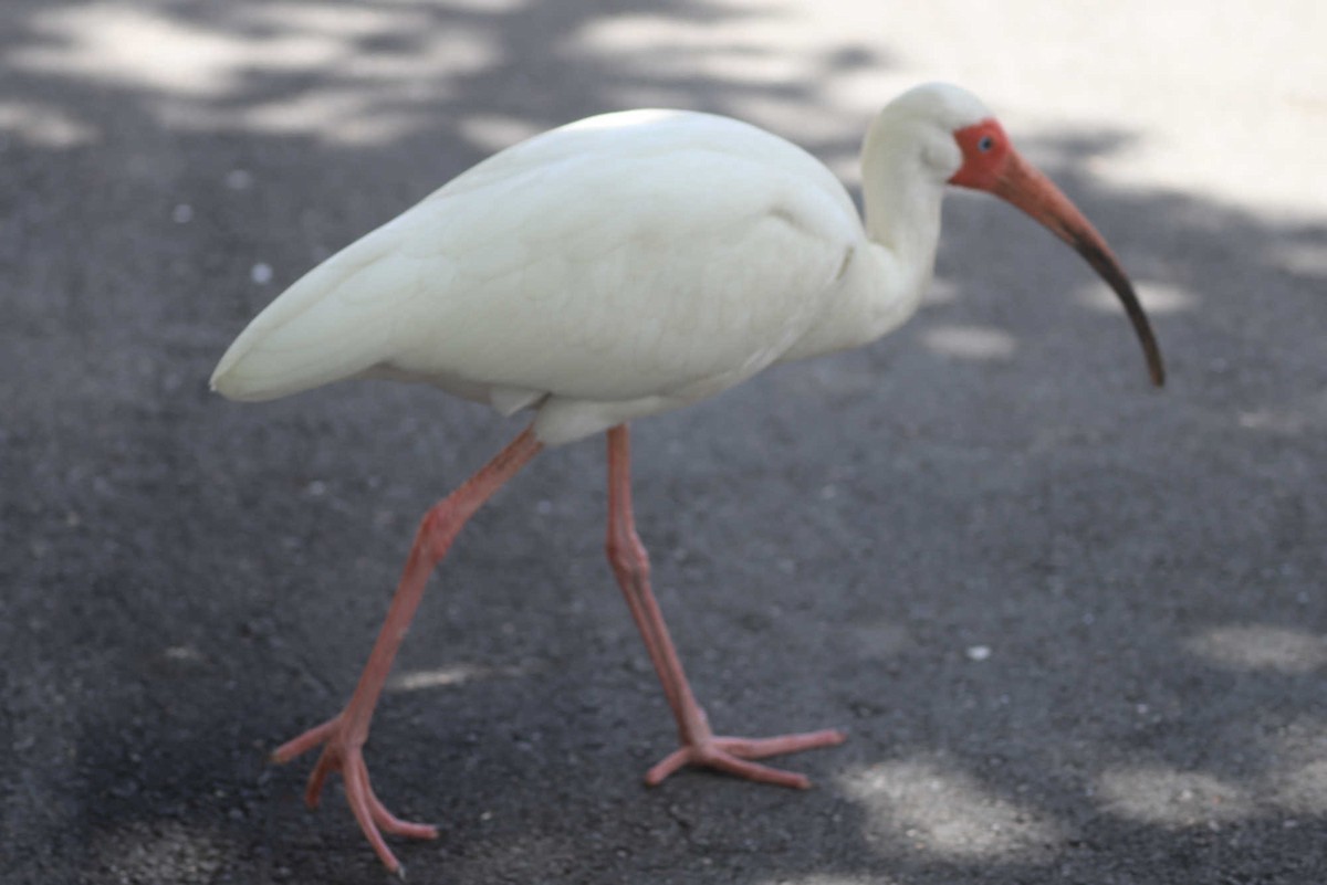 ibis bílý - ML454367851