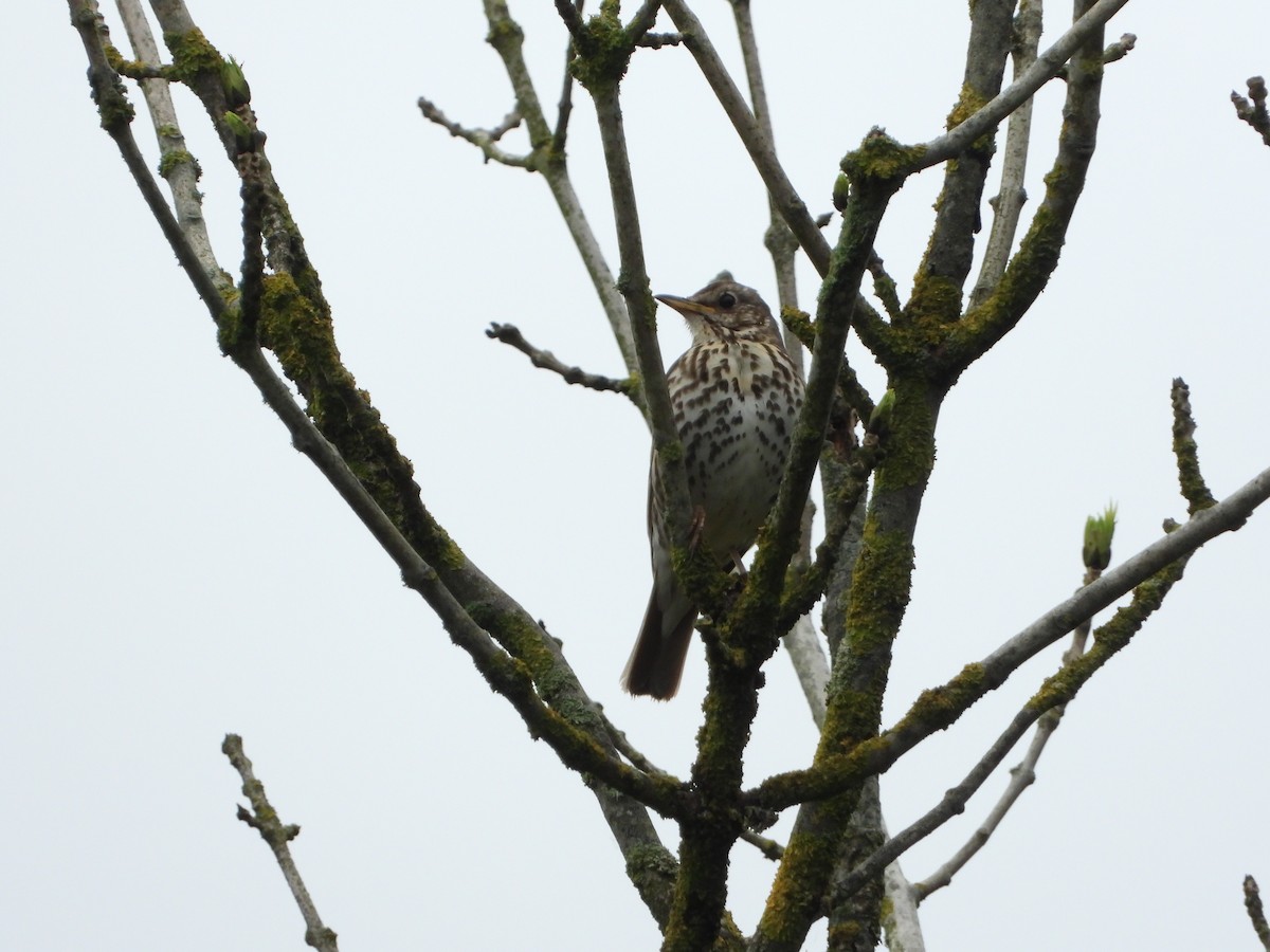 Дууч хөөндэй - ML454368431