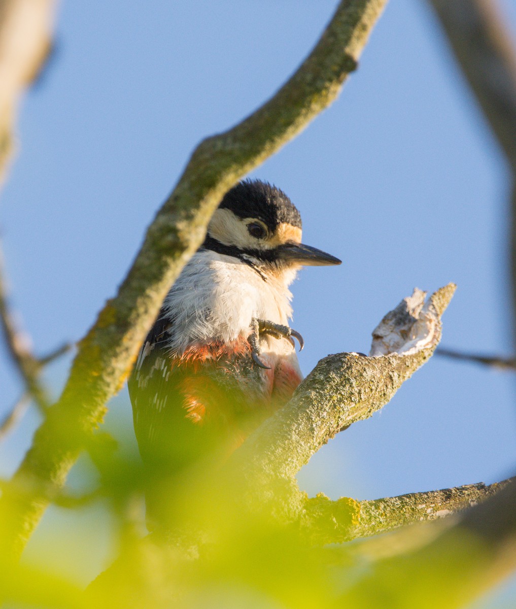 Great Spotted Woodpecker - ML454368531
