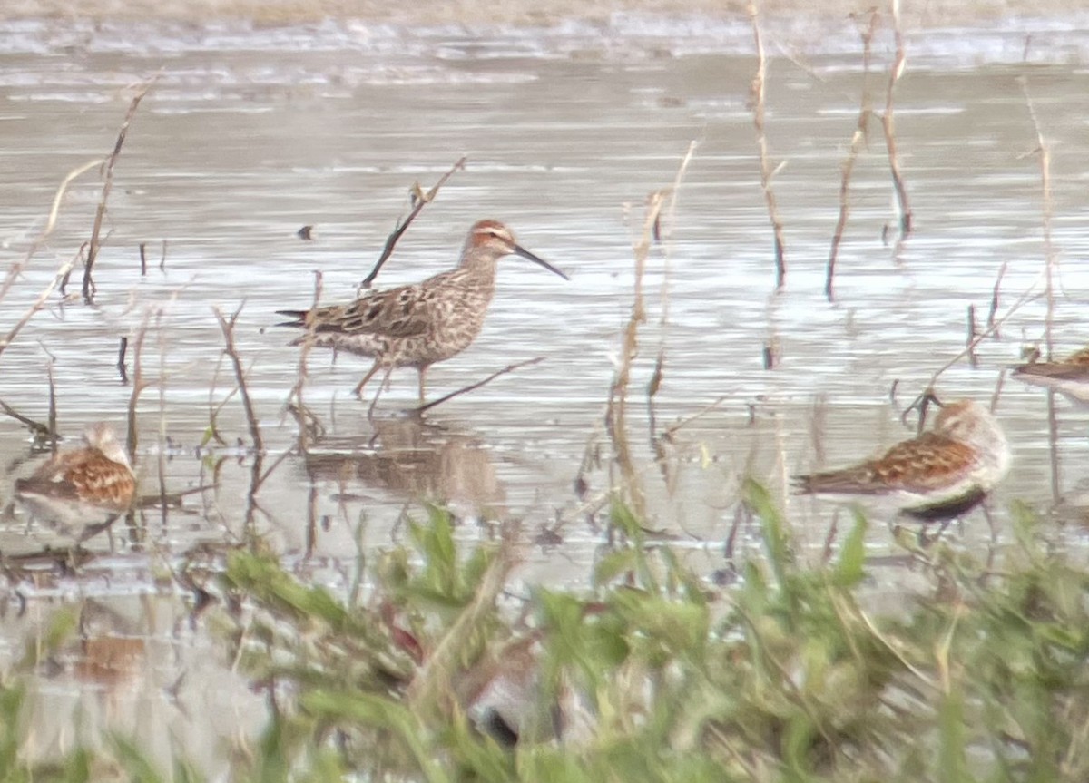 Stilt Sandpiper - ML454368961