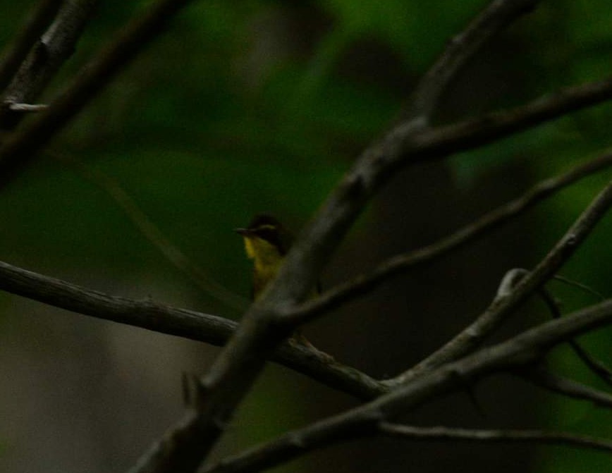 Kentucky Warbler - ML454370241