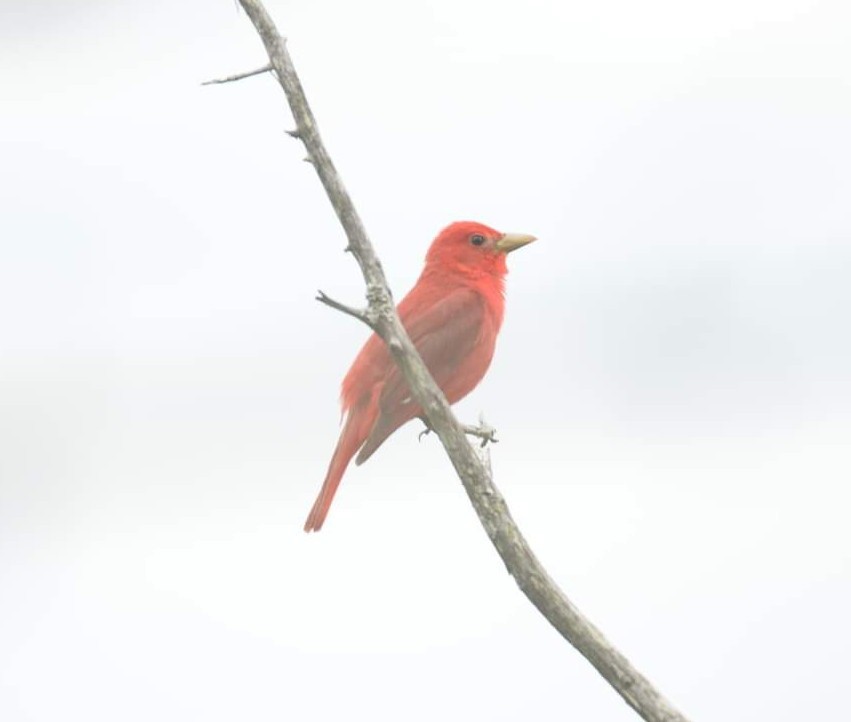 Summer Tanager - ML454370311