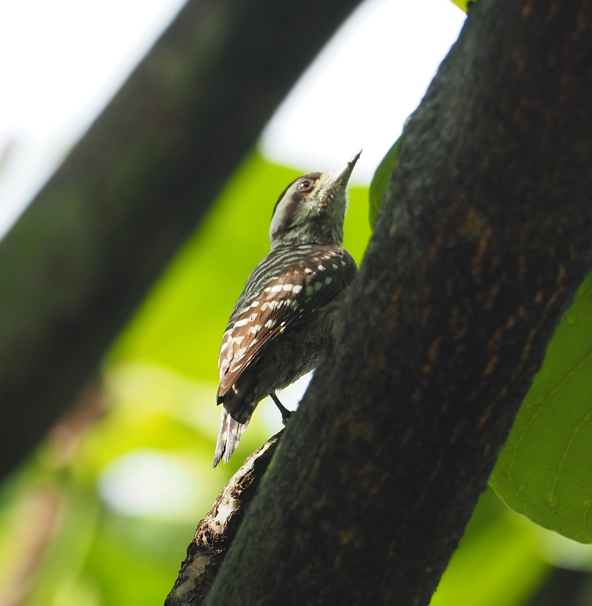 Sunda Pygmy Woodpecker - ML454370671