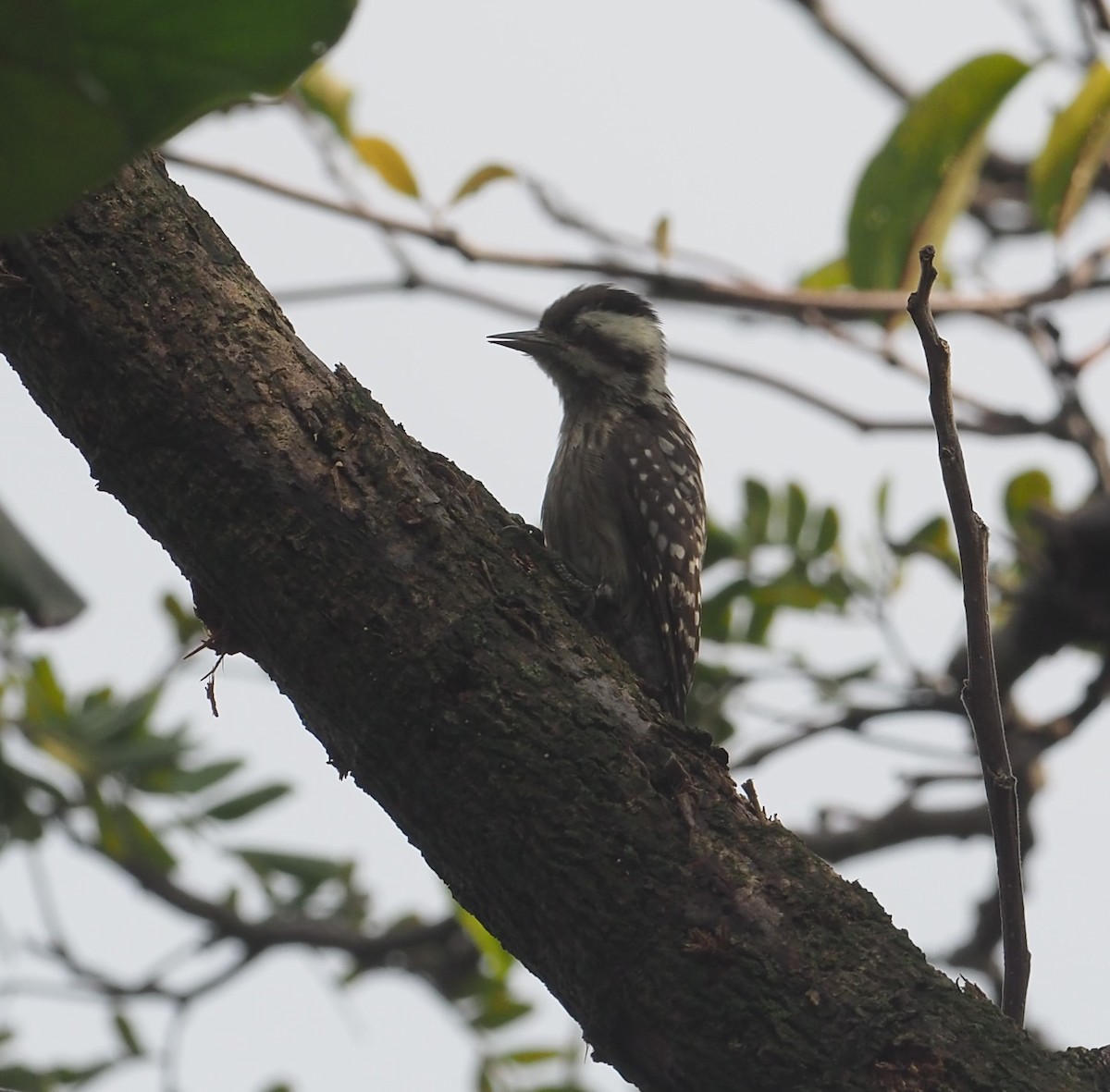 Sunda Pygmy Woodpecker - ML454370691