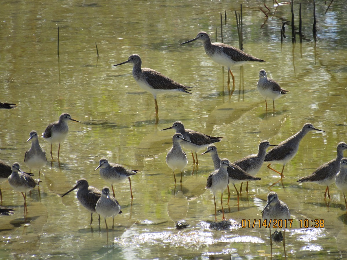 Short-billed Dowitcher - ML45437071