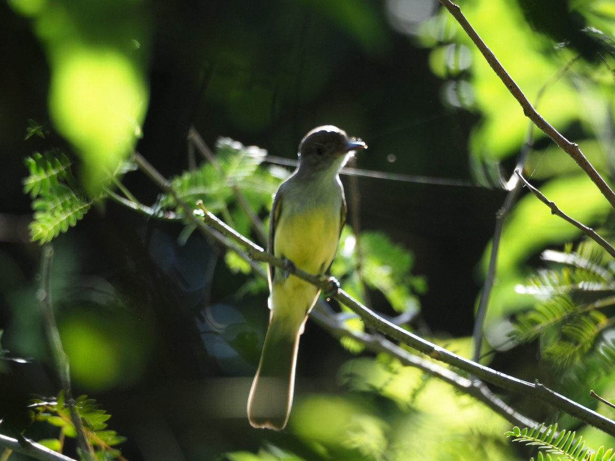 Brown-crested Flycatcher - ML454371481