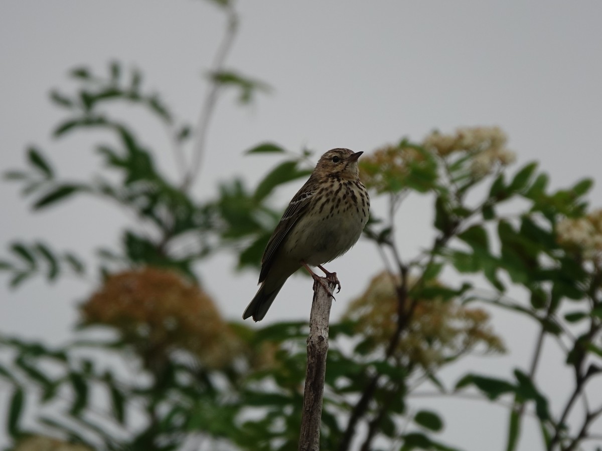 Tree Pipit - ML454371611