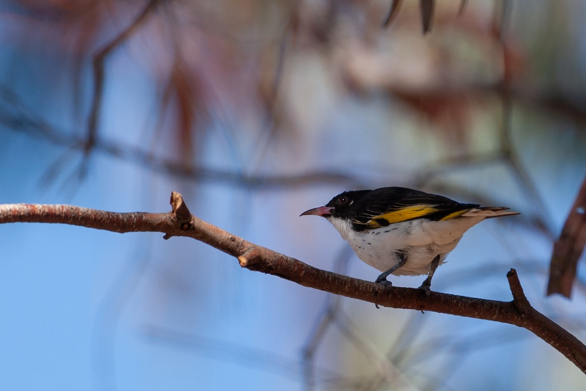 Painted Honeyeater - ML454372041