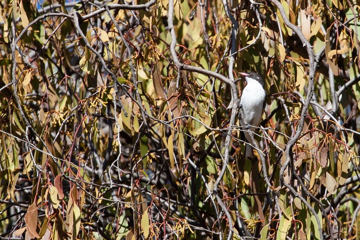 Painted Honeyeater - ML454372051