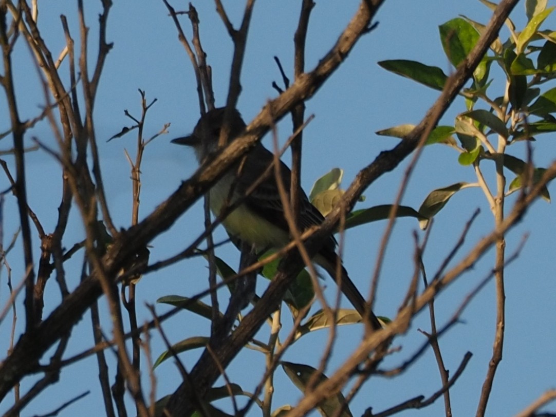 Brown-crested Flycatcher - Kelly Siderio