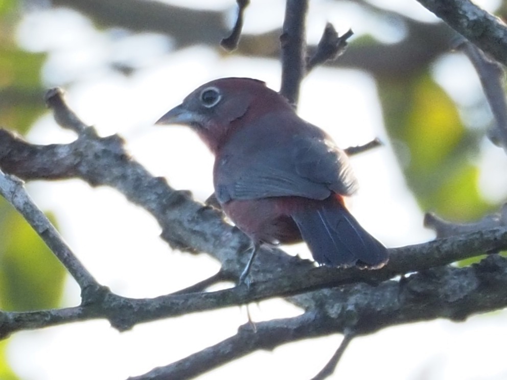 Red-crested Finch - ML454372201