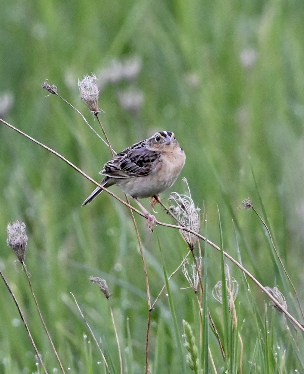 Grasshopper Sparrow - ML454372241