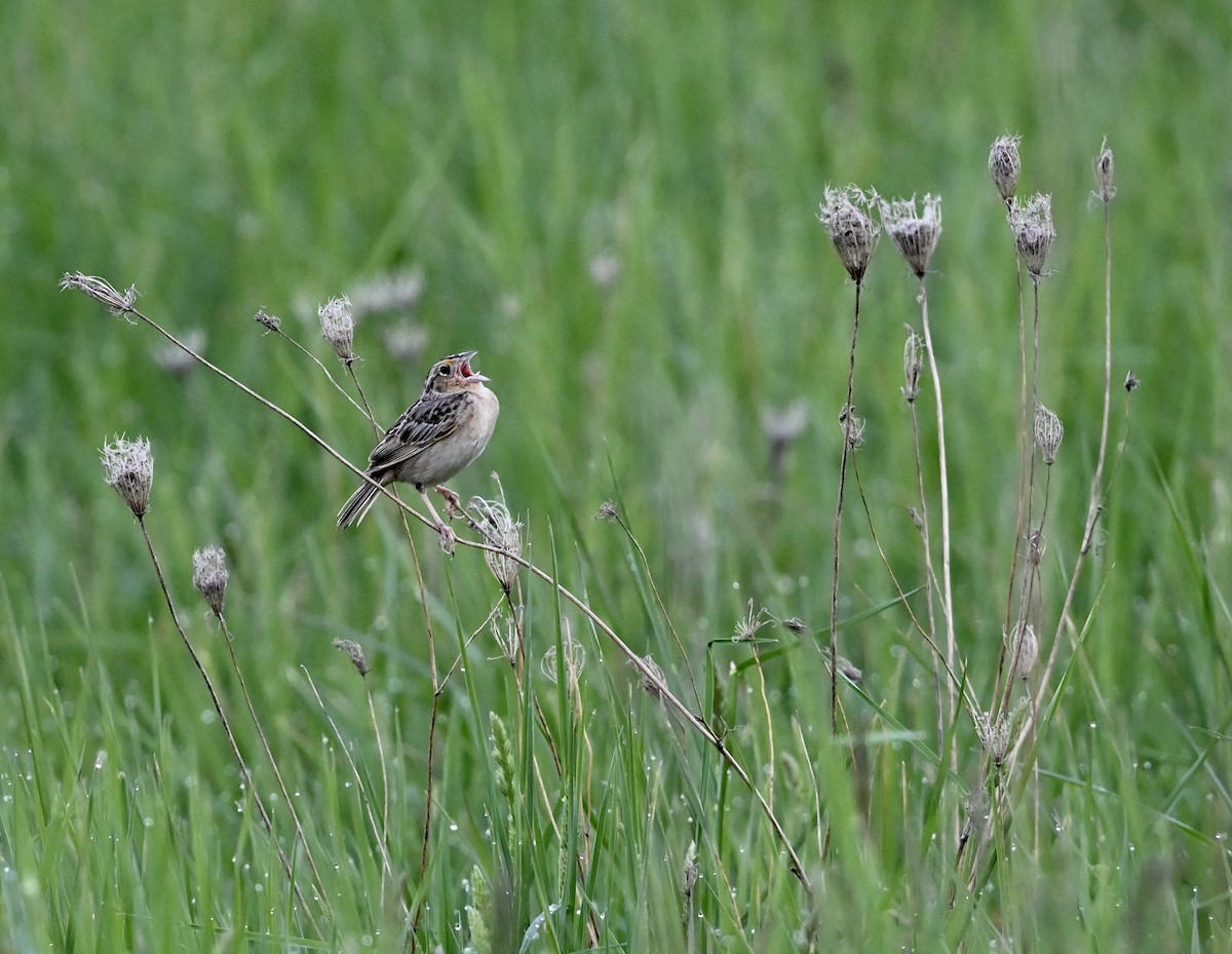 Grasshopper Sparrow - ML454372251