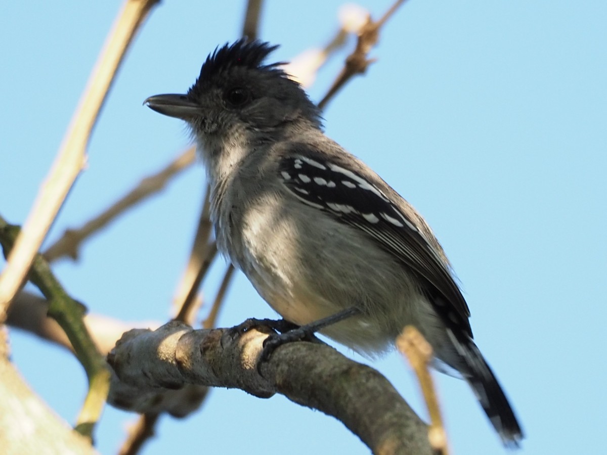 Planalto Slaty-Antshrike - ML454372311