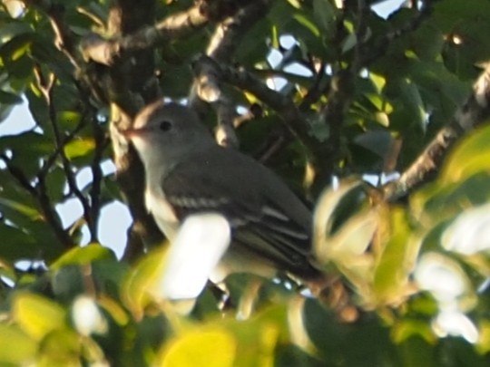 Plain-crested Elaenia - ML454372431