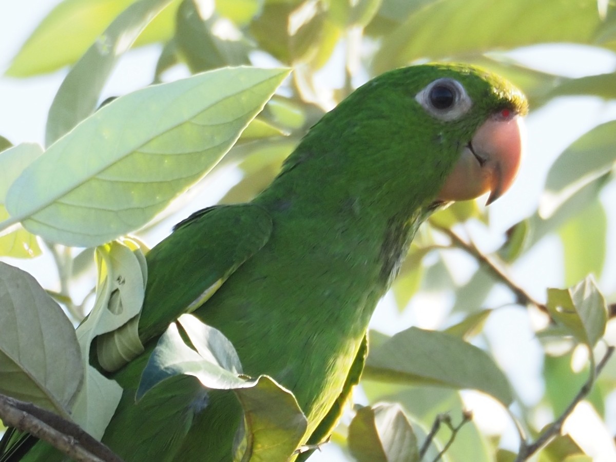 Conure pavouane - ML454372581