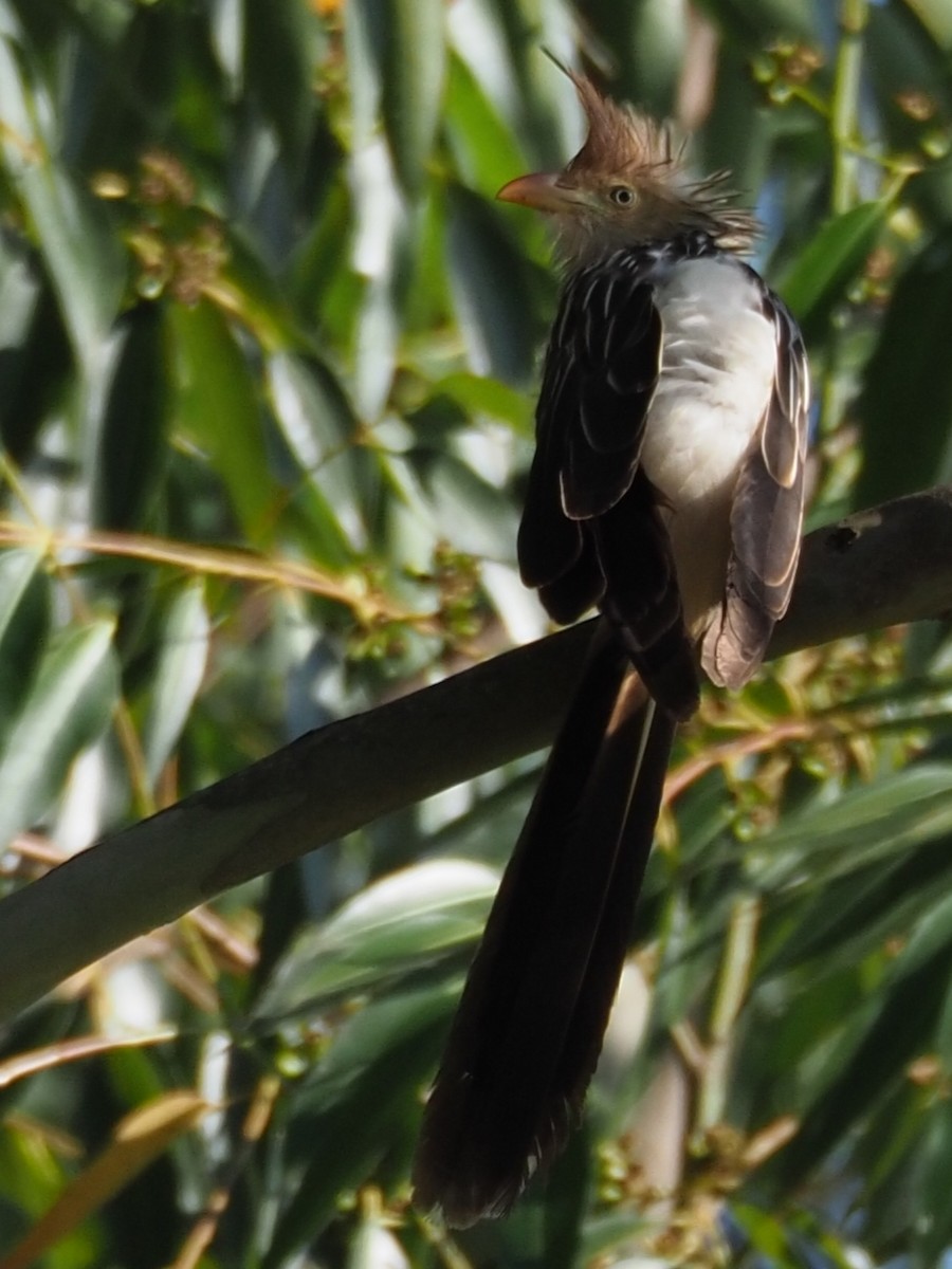 Guira Cuckoo - ML454372651