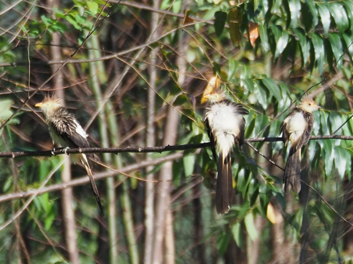 Guira Cuckoo - ML454372681