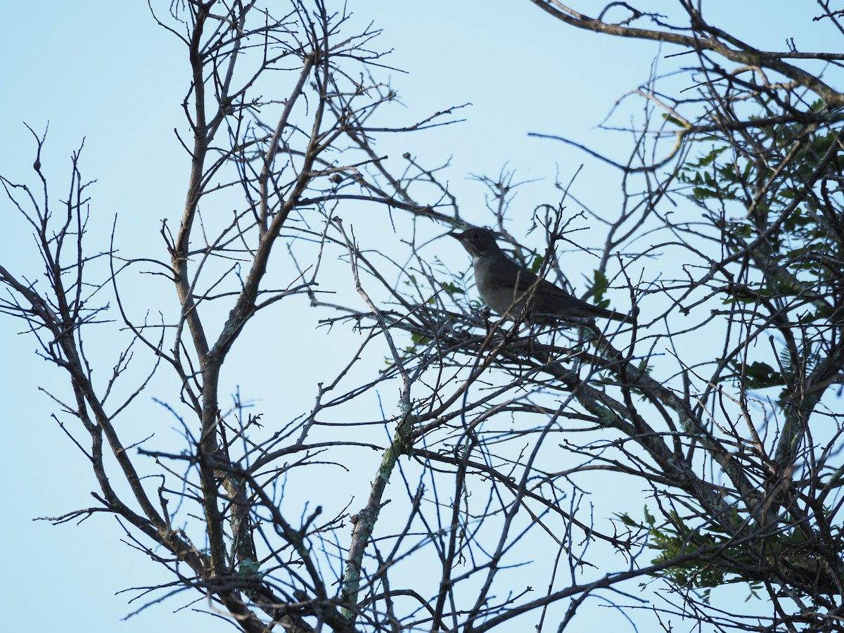 Blacksmith Thrush - Kelly Siderio