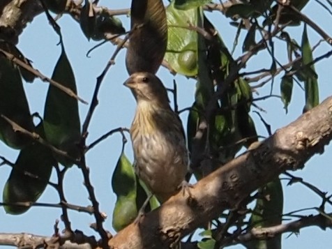 Saffron Finch - ML454372761