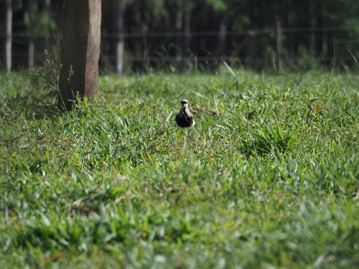 Southern Lapwing - ML454372991