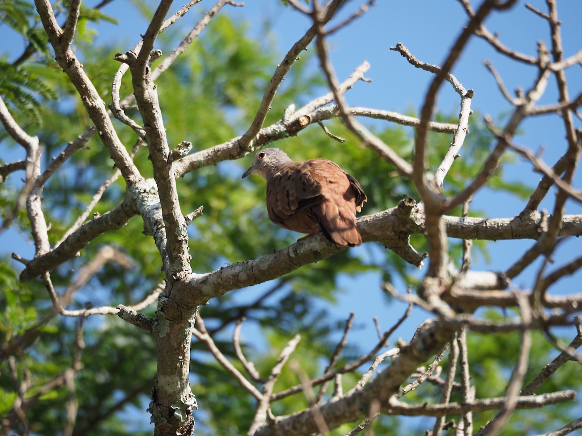 Ruddy Ground Dove - ML454373041