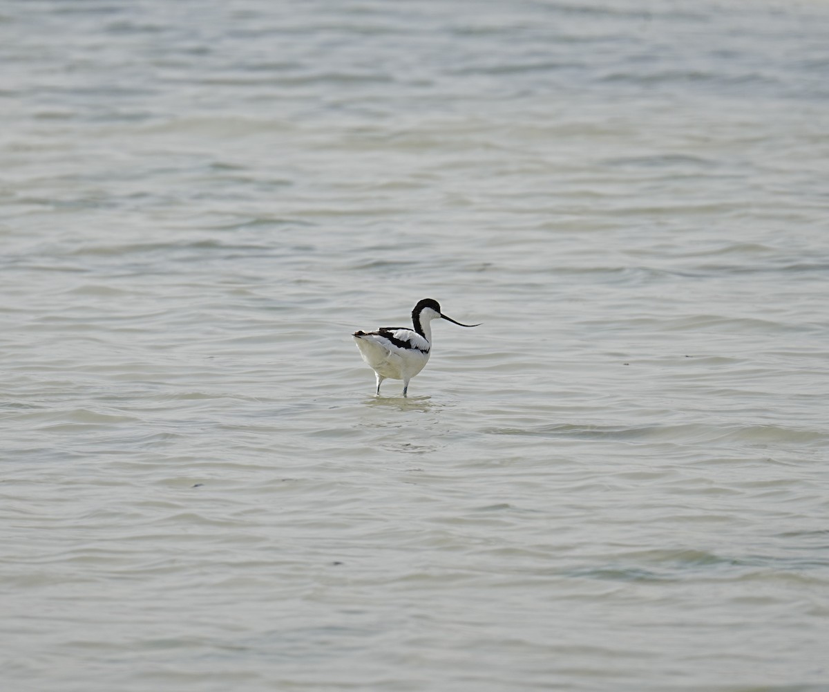 Avoceta Común - ML454374521